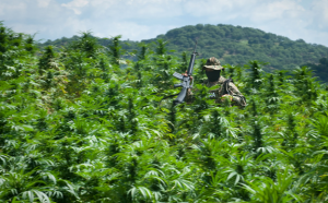 A Mexican marine walks through a field of marijuana plants. In a field in the mountains of Sinaloa, Mexico, a pound of pot might earn a peasant farmer $25. The wholesale price for the same pound in Phoenix, Ariz., is $550. (Photo by Sarah L. Voisin)